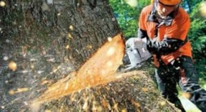 Tree Removal Windsor