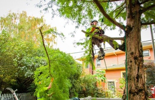Tree Lopping Lutwyche