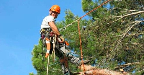 Tree Pruning Clayfield