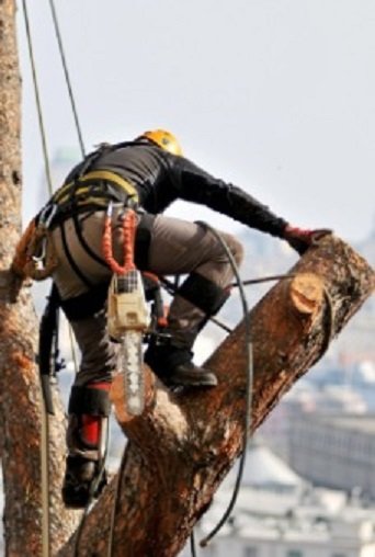 Tree removal Clayfield